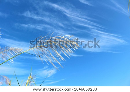 Gräser Gras Sommer grün