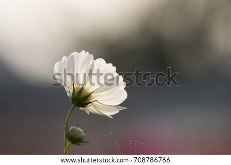 Image, Stock Photo wimps Flowerpot Plant