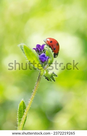 Outstanding macro shots, beautiful ladybird on purple flower unfocussed background.
