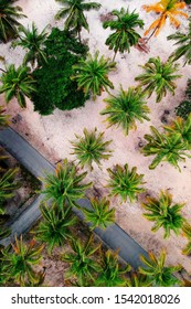 Outview  combination of beatiful  beach and coconut tree And Road  