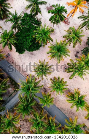 Outview  combination of beatiful  beach and coconut tree And Road  