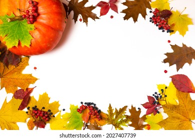 An oval frame made of autumn yellow and brown maple and oak leaves, decorated with red rowan and blue wild grapes berries and beautiful orange pumpkin. White background. Сopy space. Fall concept.