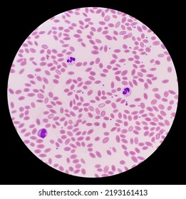 The Oval Shaped Blood Cells Of The Wild Bactrian Camel. The Microscopic Image Showed Erythrocytes, Leukocytes And Platelet Of Camel.