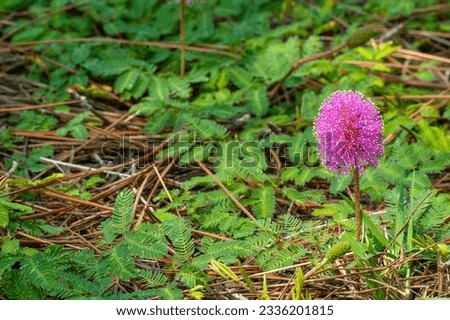 
An oval vibrant pink flower spike of Sunshine Mimosa, Mimosa Strigillosa, a native groundcover with fern-like leaves.