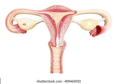Ovaries and uterus with fallopian tubes of a human female reproduction isolated on a white background with clipping path