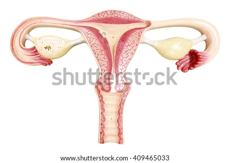 Ovaries Uterus Fallopian Tubes Human Female Stock Photo ... fallopian tubes diagram of woman 