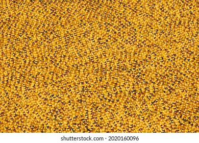 Over 70,000 Rubber Ducks Being Poured Into The Chicago River For The Chicago Ducky Derby As An Annual Fundraiser Benefiting The Special Olympics Illinois, Thursday, Aug. 5, 2021 In Chicago.  