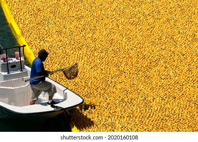 Over 70,000 Rubber Ducks Being Poured Into The Chicago River For The Chicago Ducky Derby As An Annual Fundraiser Benefiting The Special Olympics Illinois, Thursday, Aug. 5, 2021 In Chicago.  