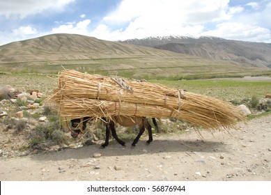 Over Burdened Donkey Carrying A Heavy Load Of Straw