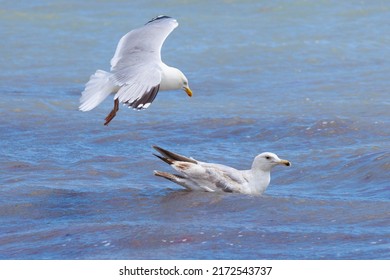 Over The English Channel, A Mature Herring Gull -  Larus Argentatus- Flies Towards An Immature Herring Gull Swimming In The Sea. These Large Gulls Are The Typical 