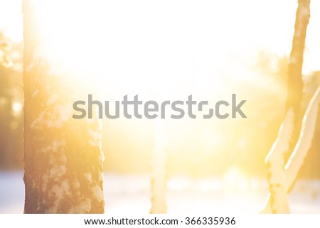An over exposed image of a sunlight with trees. The image is over exposed and has some vintage effect applied. Image taken during winter.
