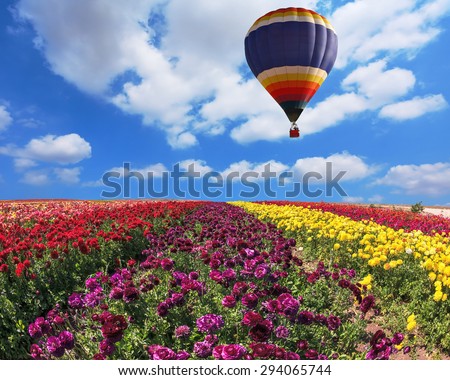 Over the field in sky flying big balloon. Elegant multi-color rural fields with flowers - ranunculus -  red and yellow