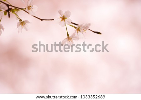 Similar – Decoration with baby’s breath and glass vase in front of pink background