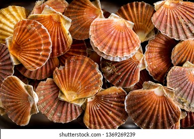 An over head view of twenty scallop shells with scallops inside stacked together in a metal tray