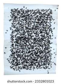 Over a hundred flies were ensnared in the trap.
