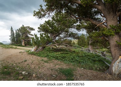 Over one thousand year old Bristlecone Pines in harsh conditions, at high altitude, Rocky Mountains, Colorado, USA - Powered by Shutterstock