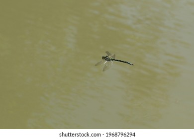 Over The Sea - A Blue Hawker