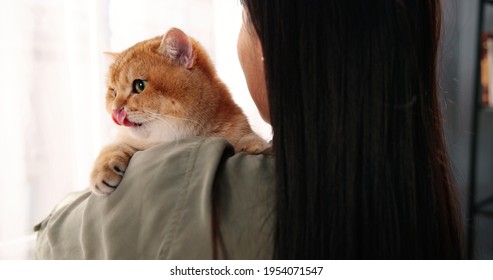 Over Shoulder View Of Beautiful Young Female Holding Cute Fluffy Cat In Hands At Home Near Window. Relaxed Big Animal Pet In Owner's Arms, Kitten Friend, Close Up, Family Member, Pet Lover Concept