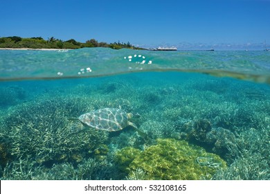 Over And Under The Sea, A Turtle Underwater On A Coral Reef And Island With A Resort Above The Surface, Maitre Islet, Noumea, New Caledonia, South Pacific Ocean