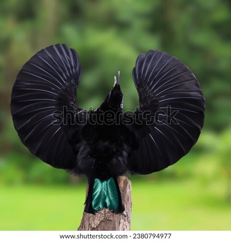 Overall, the Victoria's riflebird is a remarkable and iconic species of bird that adds to the rich biodiversity of Australia's rainforests. Its distinctive appearance and intricate courtship displays  Foto stock © 