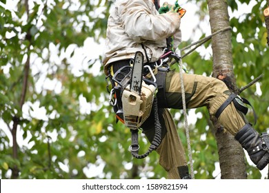 Overalls for climbing trees. Lumberjack works with a chainsaw. In special clothes. Professional in his field. using a chainsaw to trim a walnut tree, pruning trees