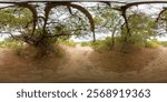 Overarching Pine Tree Branches in a Dry Woodland Path Surrounded by Bushes and Sparse Vegetation in a 360-degree Spherical View.