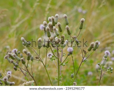 overblown creeping thistle flowers forming fluffy seeds., selective focus - Cirsium arvense