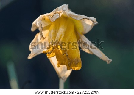 Overblown daffodil at the end of the season