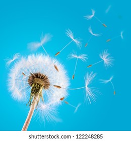 Overblown dandelion with seeds flying away with the wind - Shutterstock ID 122248285