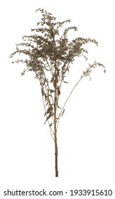 Overblown European Goldenrod, Solidago Virgaurea Plant Isolated On White Background