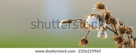 Overblown flowers, dried flowers.Arctium lappa, Lesser burdock dry seed heads. Arctium minus, autumn in the meadow with dried flowers burdock, commonly called greater burdock, edible burdock. 