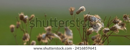 Overblown flowers, dried flowers.Arctium lappa, Lesser burdock dry seed heads. Arctium minus, commonly called greater burdock, edible burdock. 