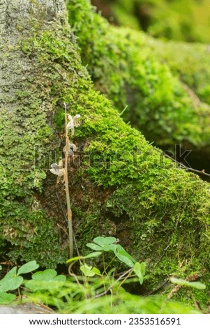 Overblown ghost orchid, Epipogium aphyllum growing at the base of a coniferous tree