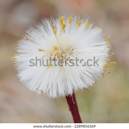 Overblown herb flower Tussilago farfara. Seeds to be spread