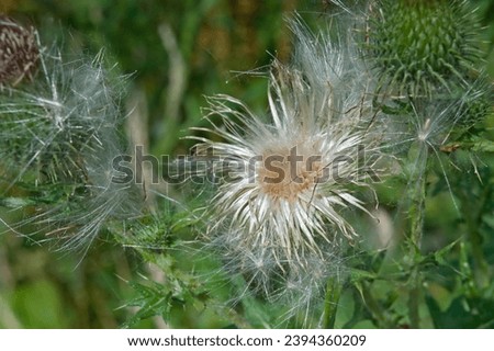 Overblown thistle flower with white fluffy seeds, selective focus with soft green bokeh background