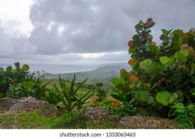Overcast Cherry Tree Hill