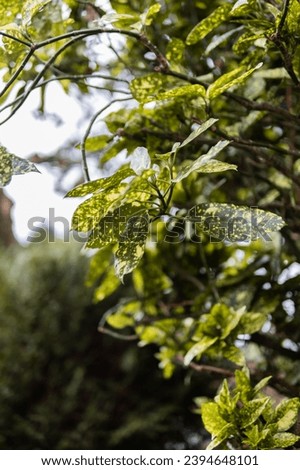 Overcast day in Navarra, Spanish village bokeh, vibrant green plant with yellow accents.