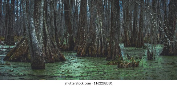 An overcast day in the swamp with cypress tree trunks and duckweed on Lake Martin outside of Breaux Bridge in the St. Martin Parish of Louisiana.