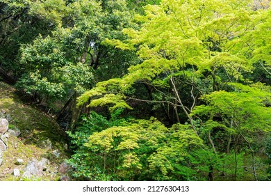 Overcast View Of The Garden Of Ginkaku Ji At Kyoto, Japan