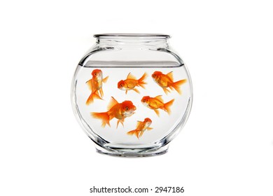 Overcrowded Gold Fish Bowl