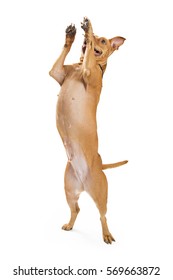 Over-excited Large Mixed Breed Dog Jumping Up And Standing On Hind Legs