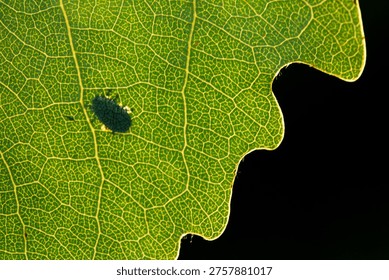 Overexposed leaf with visible internal structure