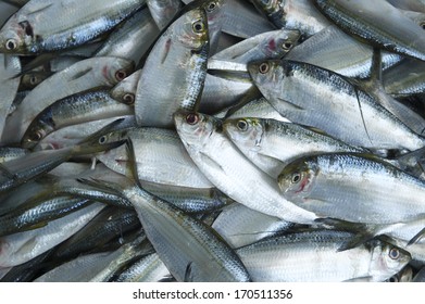 Overfishing Fish Background 