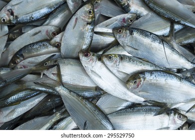 Overfishing Fish Background 