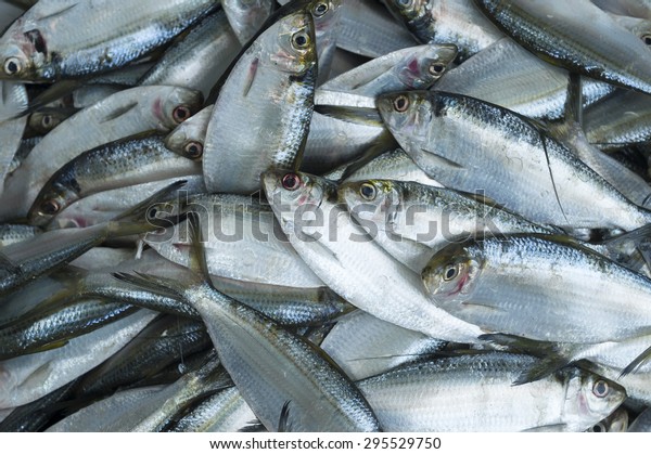 Overfishing fish background\
