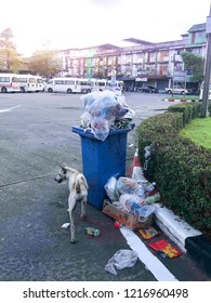 Overflowing Garbage Bin And Homeless Dog