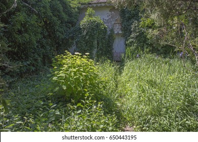 Overgrown, abandoned garden, in spring  