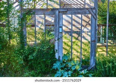 Overgrown Abandoned Greenhouse with Ivy and Sunlight at Eye Level - Powered by Shutterstock