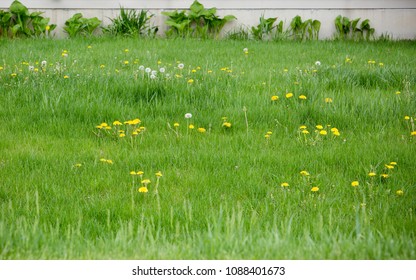 Overgrown Backyard Landscape With Long Grass And Dandelions Filling A Majority Of Image. Base Of House, Lined With Plant Growth And Weeds Visible At Top.