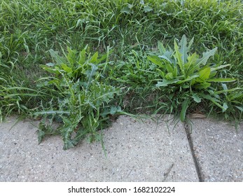 Overgrown Common Sow thistles (Sonchus oleraceus) in the yard. Overgrown broad leaf weeds in the grass. 